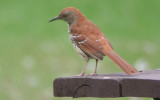 Brown Thrasher