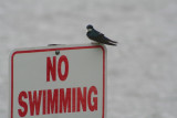 Tree Swallow