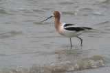American Avocet