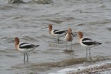 American Avocet
