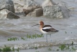 American Avocet