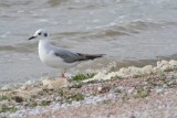 Bonapartes gull