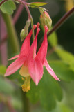 Columbine