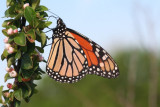 Monarch