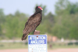 Turkey Vulture