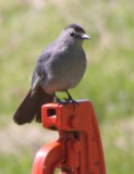 Gray catbird