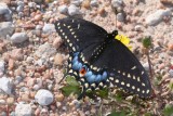 Black Swallowtail (female)