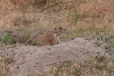 Prairie Dog