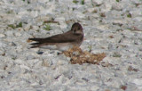 Northern Rough-winged Swallow