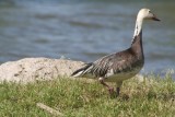 Snow goose