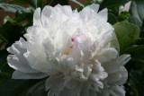 Peony