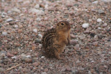 Thirteen-lined Ground Squirrel