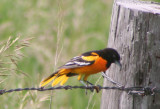 Baltimore Oriole
