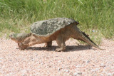 Snapping Turtle