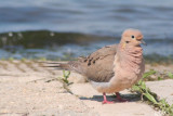 Mourning Dove