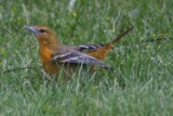 Balitmore Oriole (female)