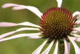 Pale Purple Coneflower