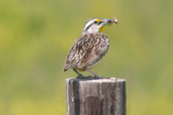 Meadowlark