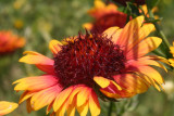 Blanketflower