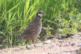 Northern Bobwhite