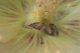 Moth