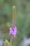 Blue Vervain