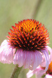 Purple Coneflower