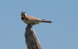 Horned Lark