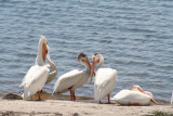 American white pelicans