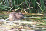 Muskrat