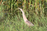 American Bittern