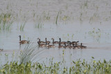 Canada Geese