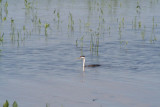 Western Grebe