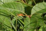 Cherry-faced or Janes Meadowhawk (female)