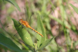 Cherry-faced or Janes Meadowhawk (female)