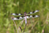 Twelve-spotted Skimmer