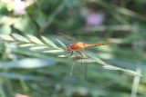 Cherry-faced or Janes Meadowhawk