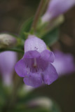 Large Beardtongue