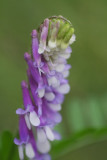 Hairy Vetch