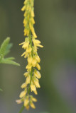 Early Goldenrod