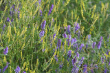 Hairy Vetch & Early Goldenrod