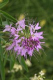 Rocky Mountain Bee Plant