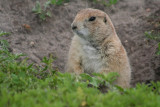 Prairie Dog