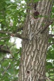 Nest Holes