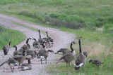 Canada Geese
