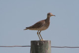 Upland Sandpiper