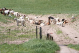 Goats