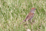 Chipping sparrow