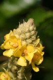 Flannel Mullein