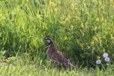 Northern Bobwhite